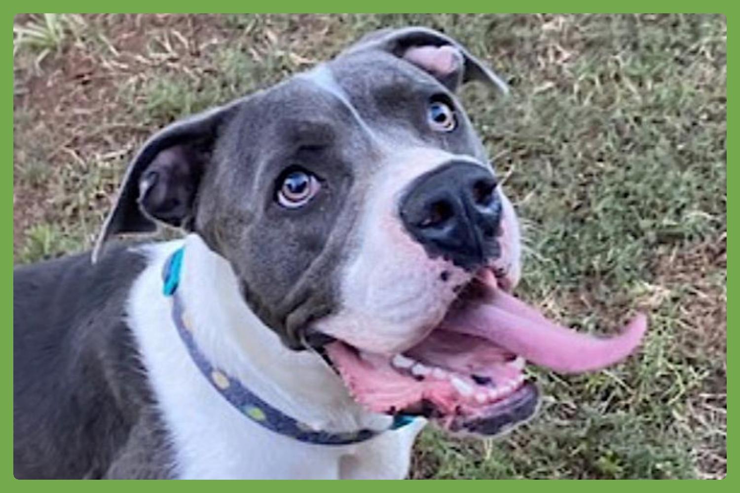 Huckleberry — thumbnail 2