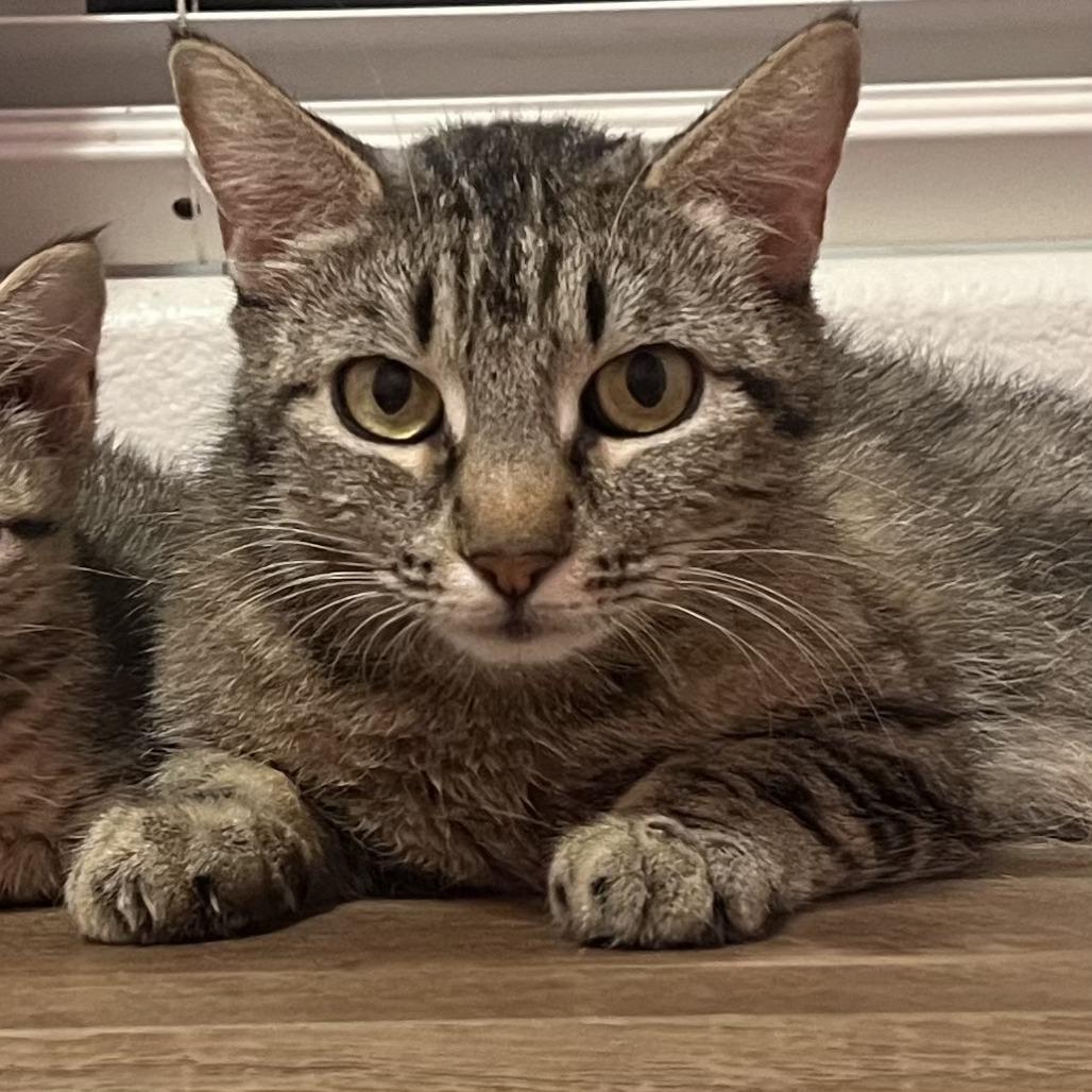 Zoe, Adoptable, Adult Female Domestic Short Hair.