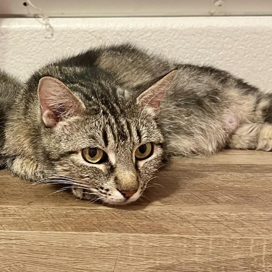 Enlarge Zoe, a Adoptable Domestic Short Hair in San Diego, CA image 2/4