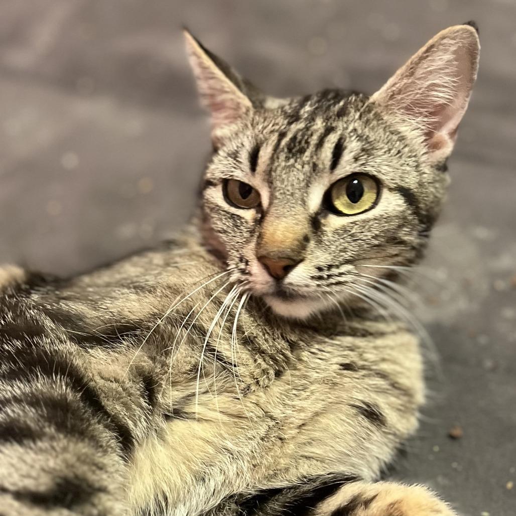 Enlarge Zoe, a Adoptable Domestic Short Hair in San Diego, CA image 3/4