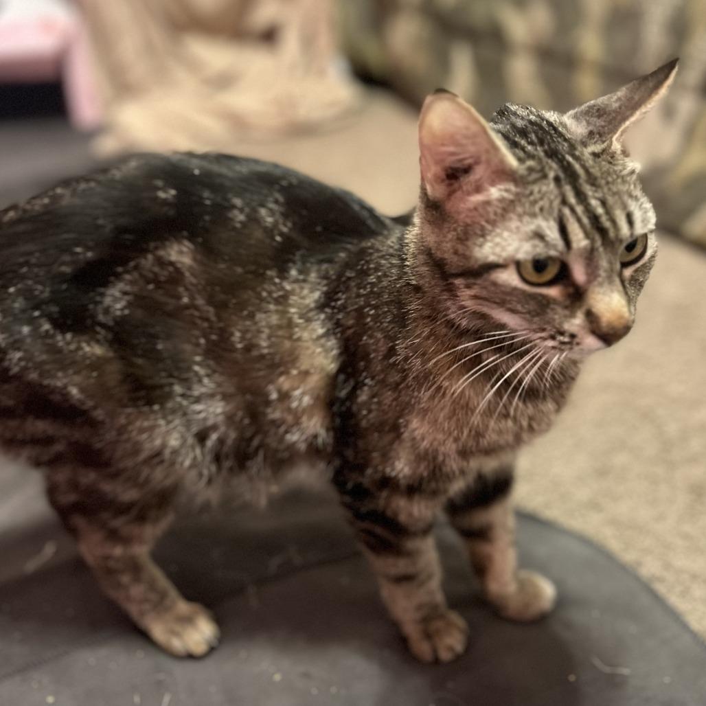 Enlarge Zoe, a Adoptable Domestic Short Hair in San Diego, CA image 4/4