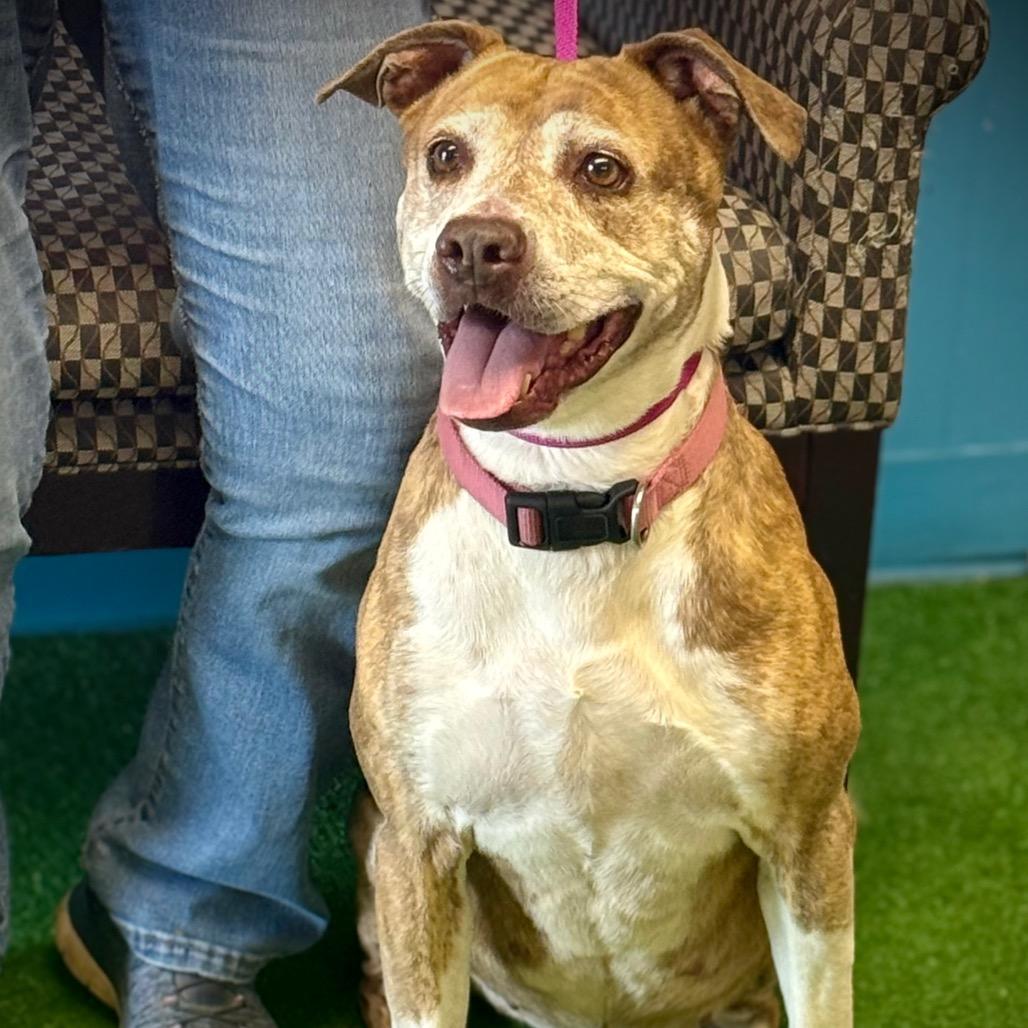 Wall-E, Adoptable, Senior Female Mixed Breed.