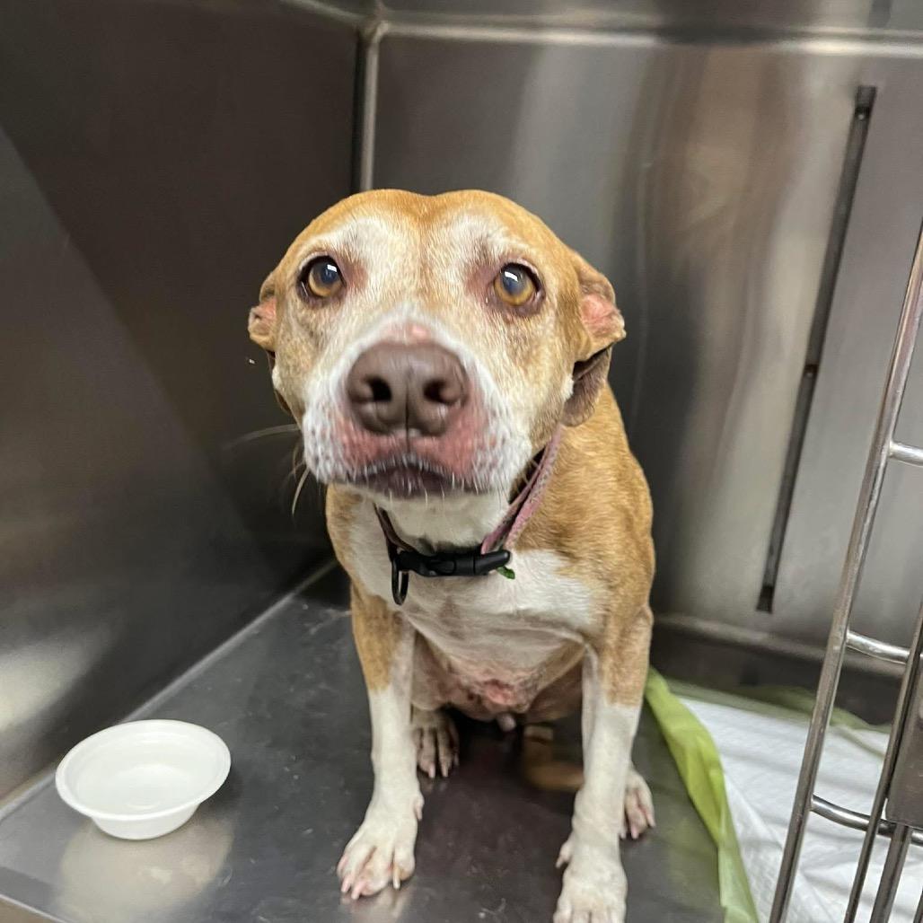 Enlarge Wall-E, a Adoptable Mixed Breed in Pauls Valley, OK image 2/3