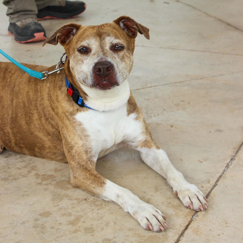 Enlarge Wall-E, a Adoptable Mixed Breed in Pauls Valley, OK image 3/6