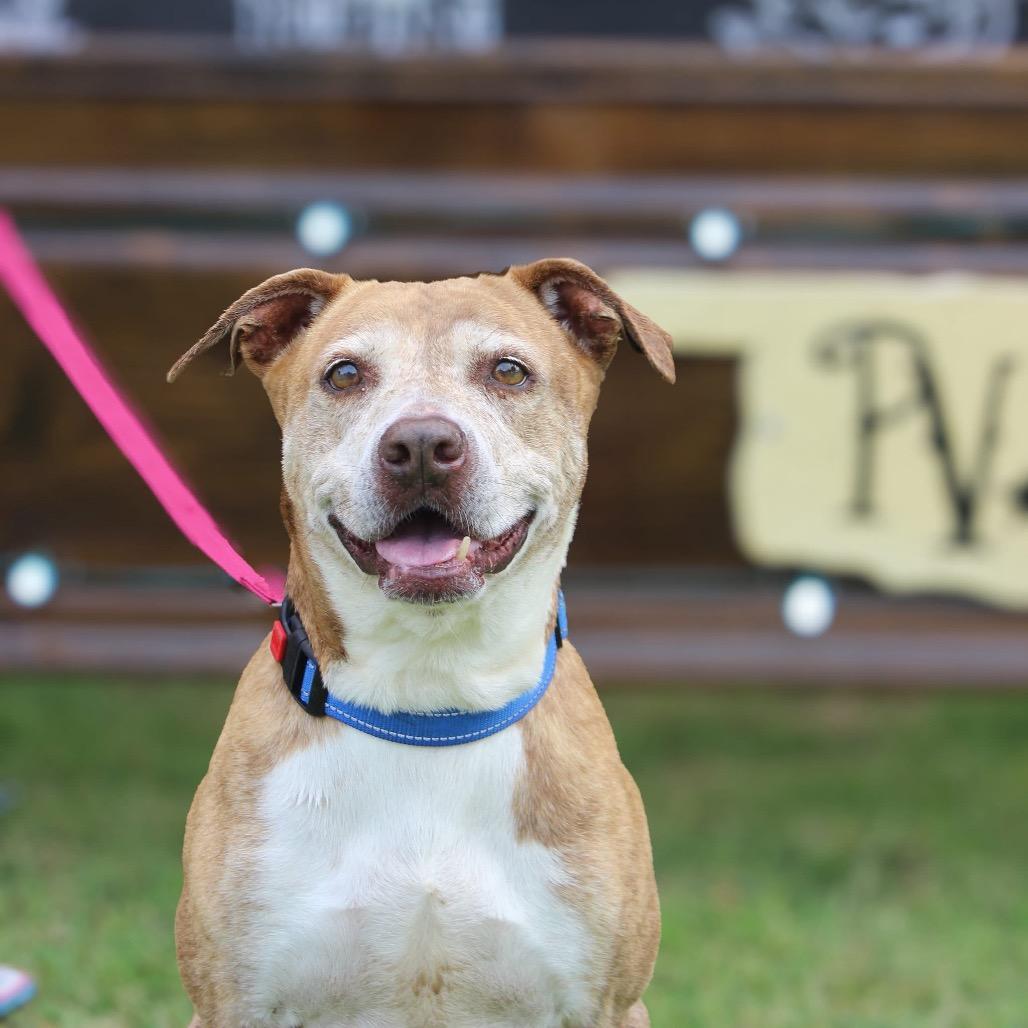 Enlarge Wall-E, a Adoptable Mixed Breed in Pauls Valley, OK image 4/6
