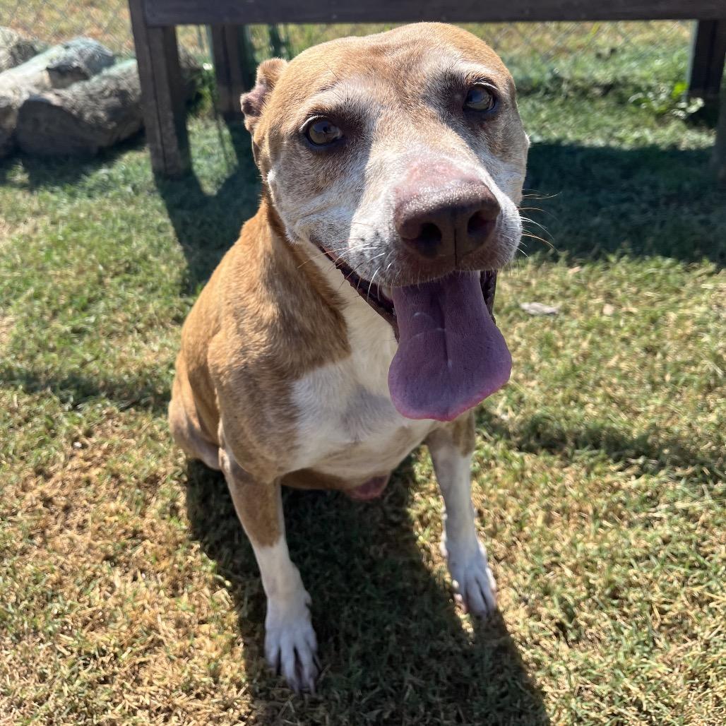 Enlarge Wall-E, a Adoptable Mixed Breed in Pauls Valley, OK image 3/3