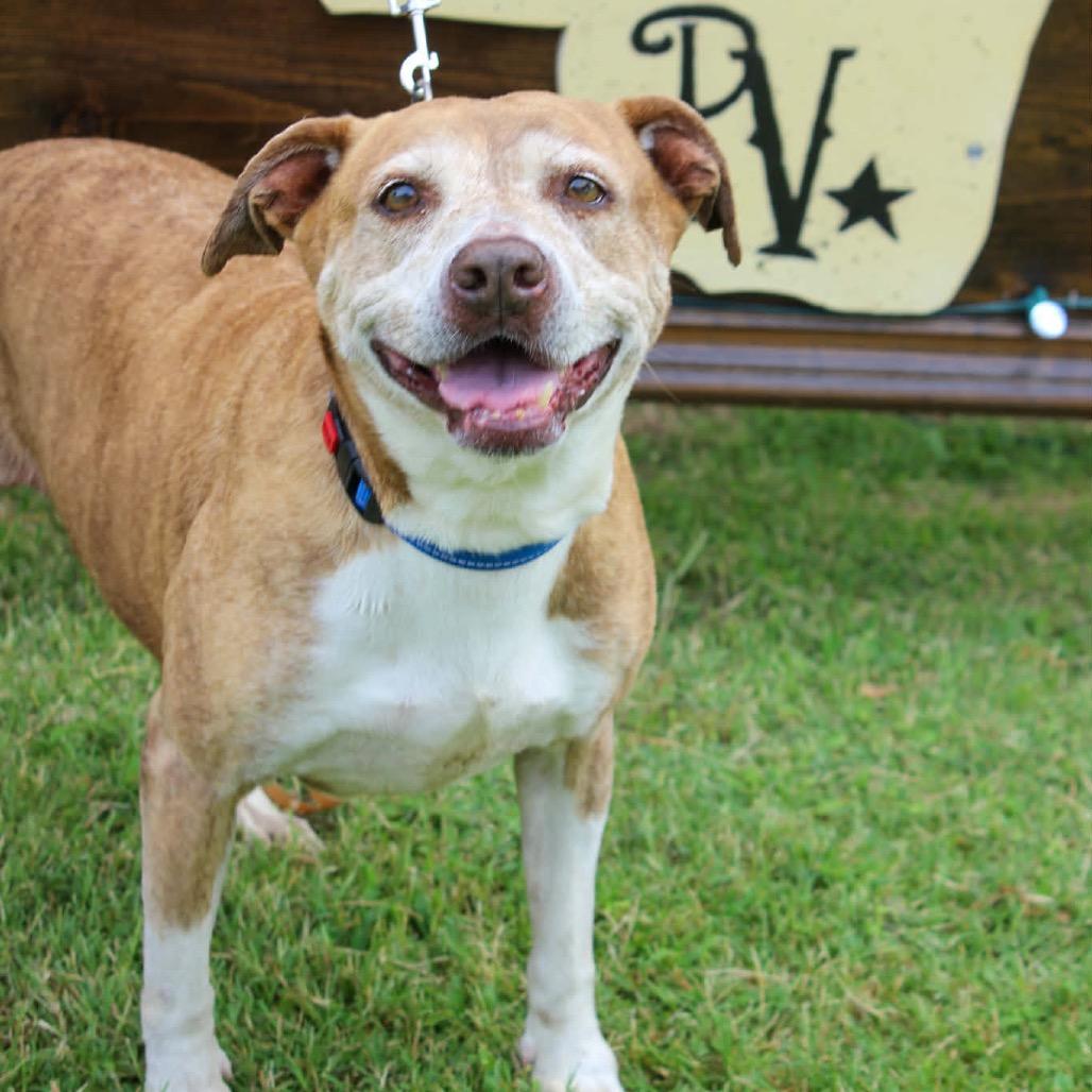 Enlarge Wall-E, a Adoptable Mixed Breed in Pauls Valley, OK image 6/6