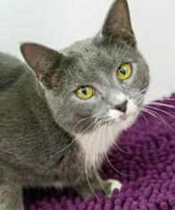 Shiloh is just bubbling with excitement to meet you!, a Adoptable mixed breed image 1/5