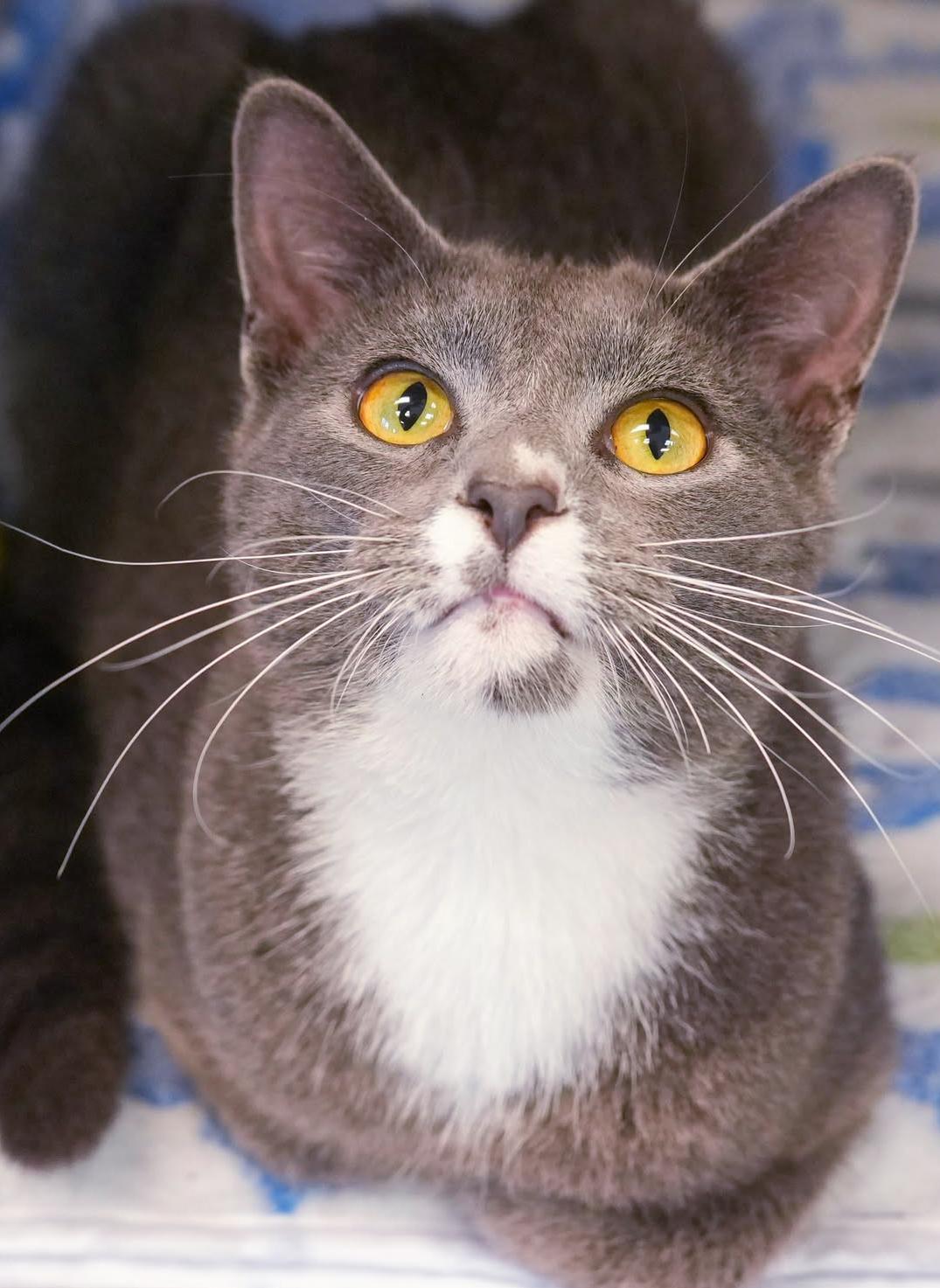 Shiloh is just bubbling with excitement to meet you!, a Adoptable mixed breed image 2/5