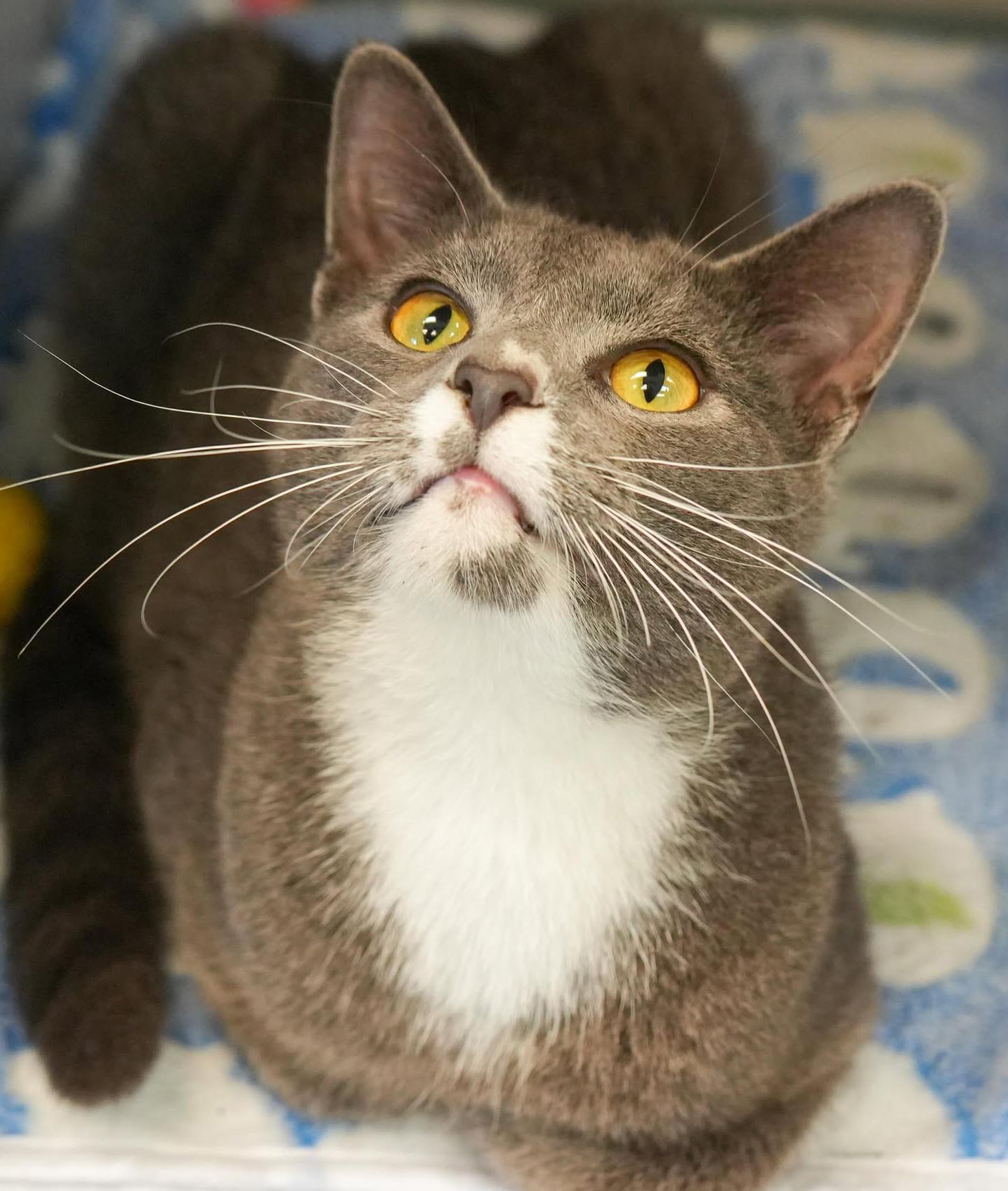 Shiloh is just bubbling with excitement to meet you!, a Adoptable mixed breed image 5/5