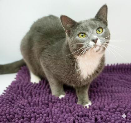 Shiloh is just bubbling with excitement to meet you!, a Adoptable mixed breed image 3/5