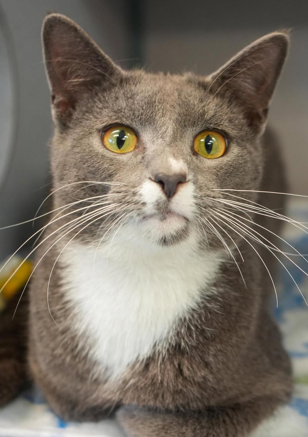 Shiloh is just bubbling with excitement to meet you!, a Adoptable mixed breed image 4/5