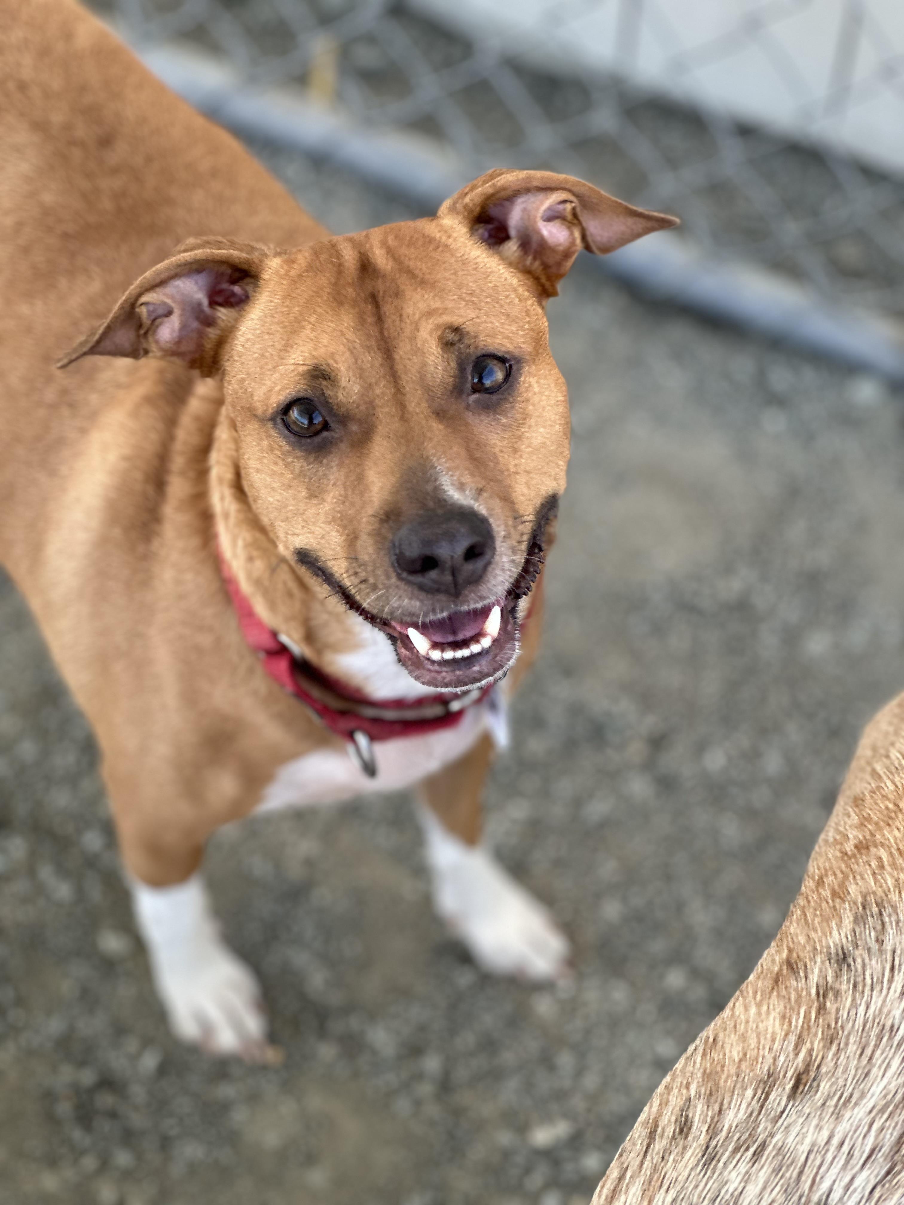 Enlarge Mia, a Adoptable mixed breed in Knightsen, CA image 1/6
