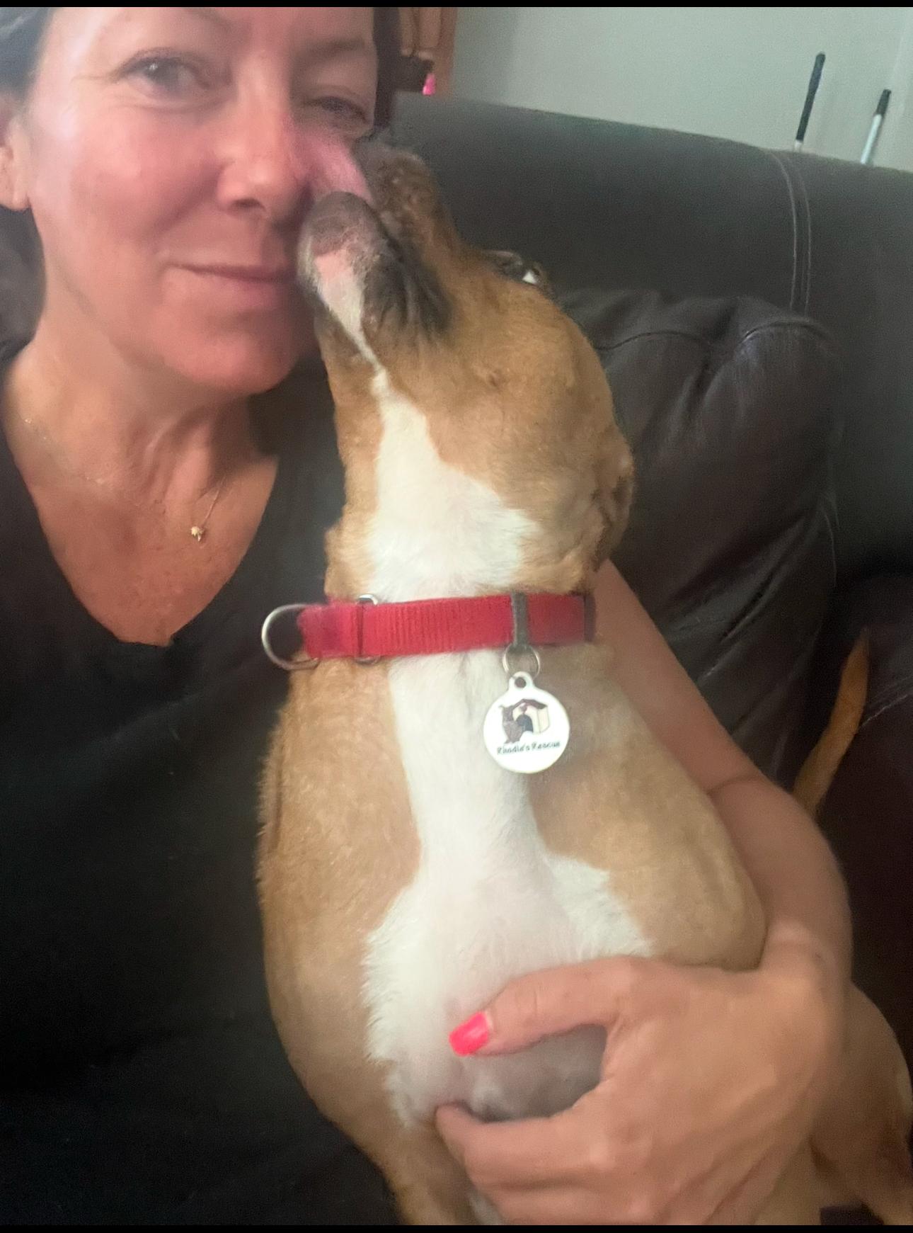 Mia, Adoptable, Young Female Terrier.