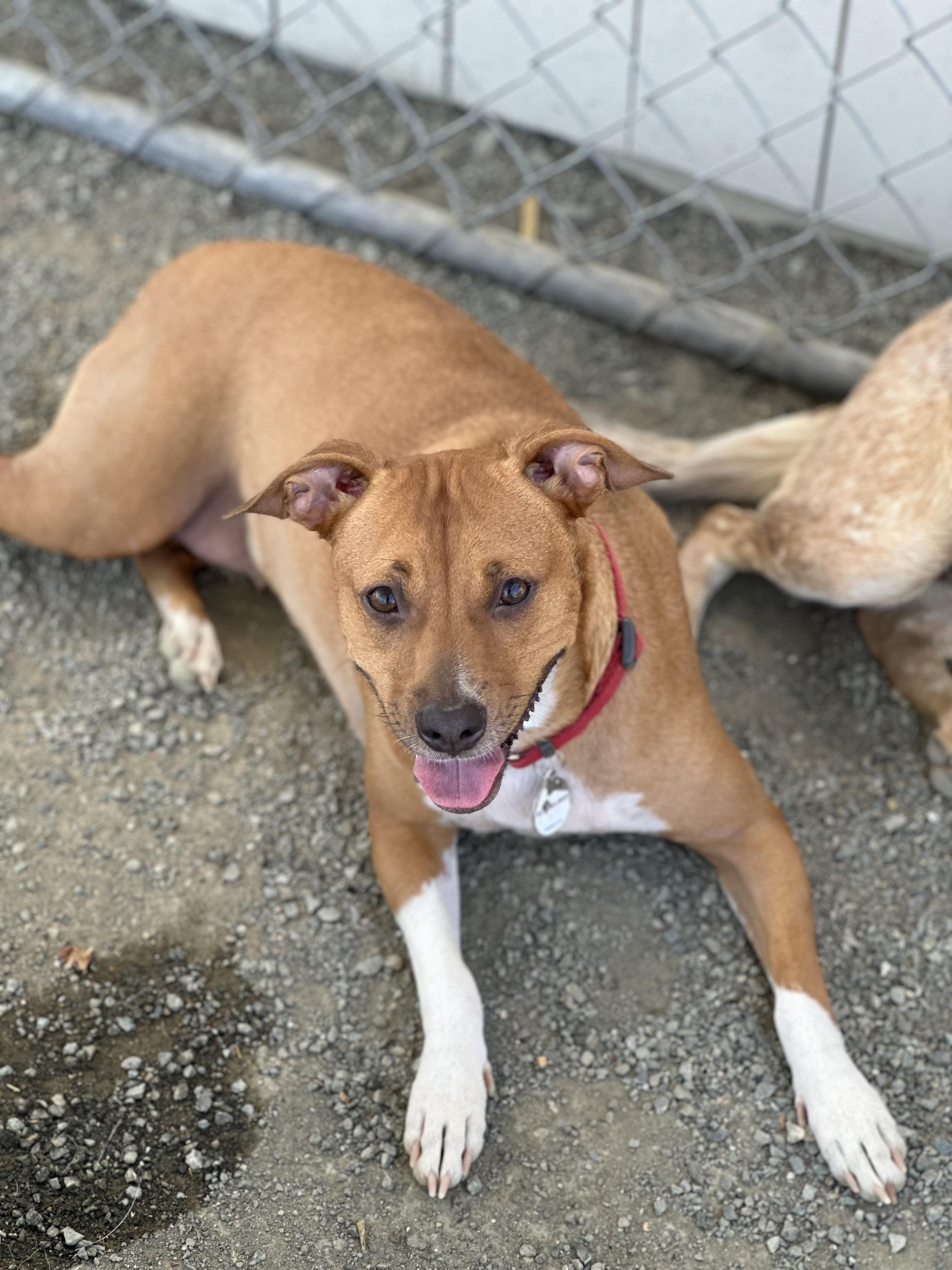 Enlarge Mia, a Adoptable mixed breed in Knightsen, CA image 6/6
