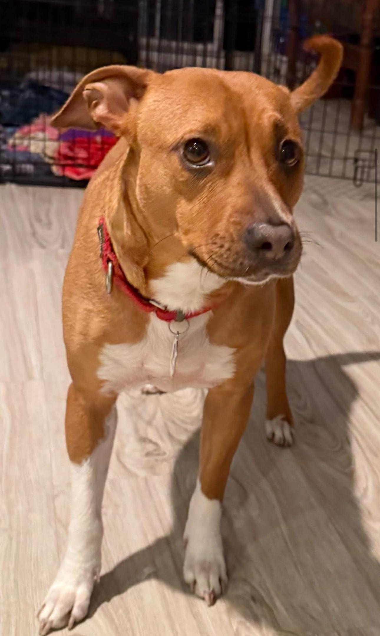 Enlarge Mia, a Adoptable mixed breed in Knightsen, CA image 2/6