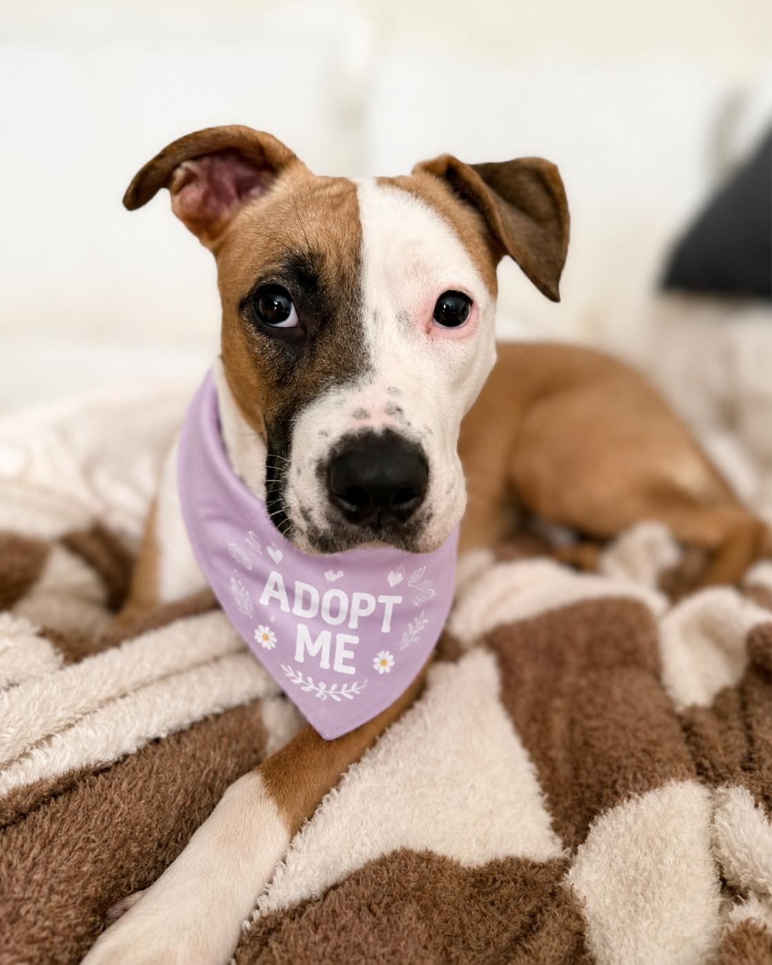 Enlarge Kiley (Pocket-Sized Sweetie), a Adopted mixed breed in Valley Village, CA image 1/6