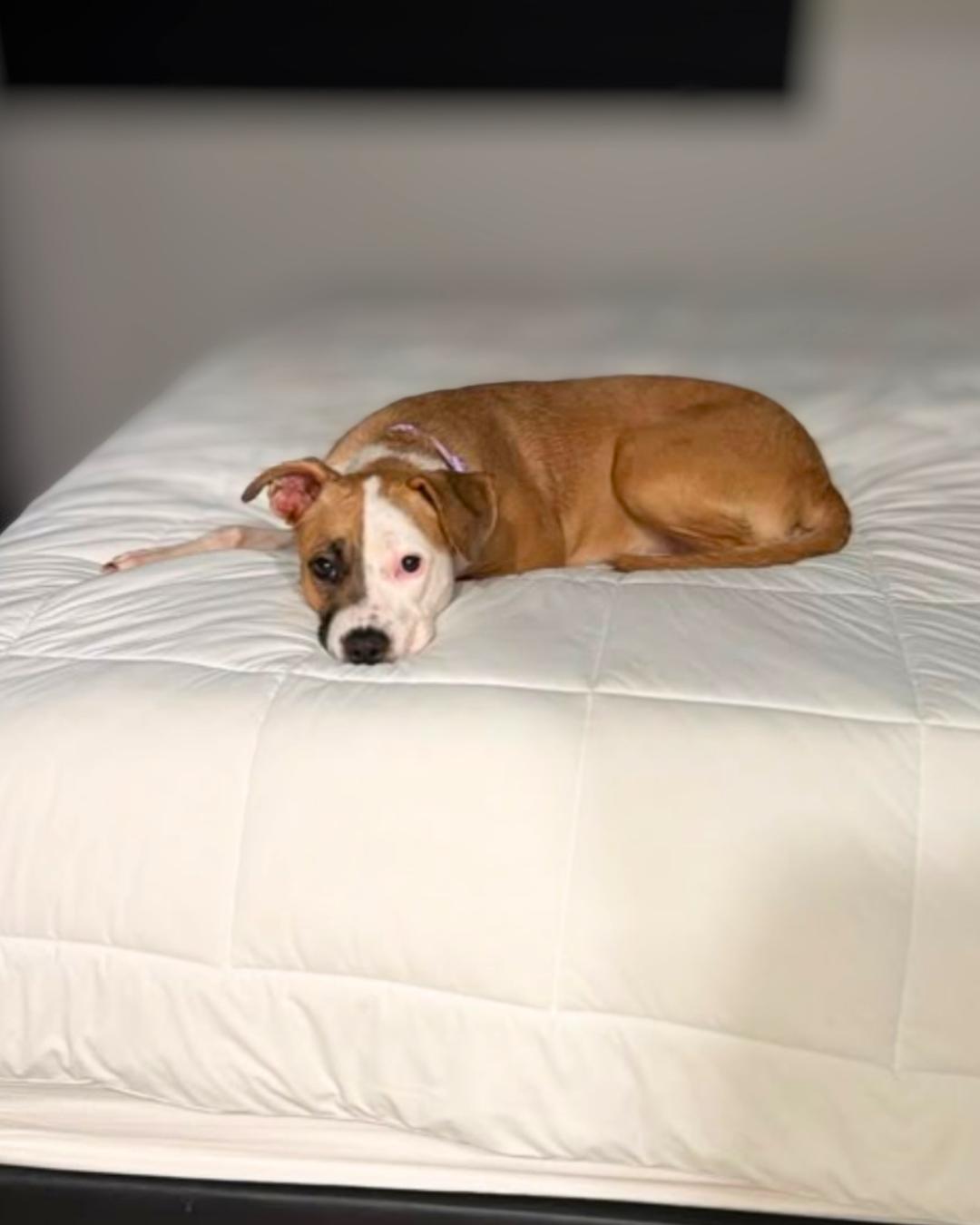 Enlarge Kiley (Pocket-Sized Sweetie), a Adopted mixed breed in Valley Village, CA image 4/6