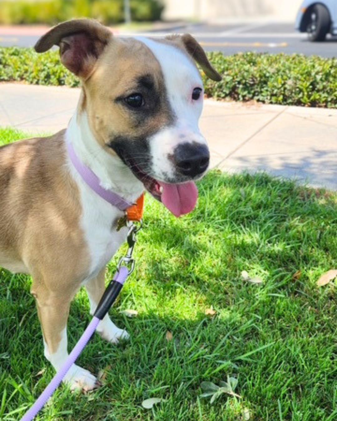Enlarge Kiley (Pocket-Sized Sweetie), a Adopted mixed breed in Valley Village, CA image 5/6