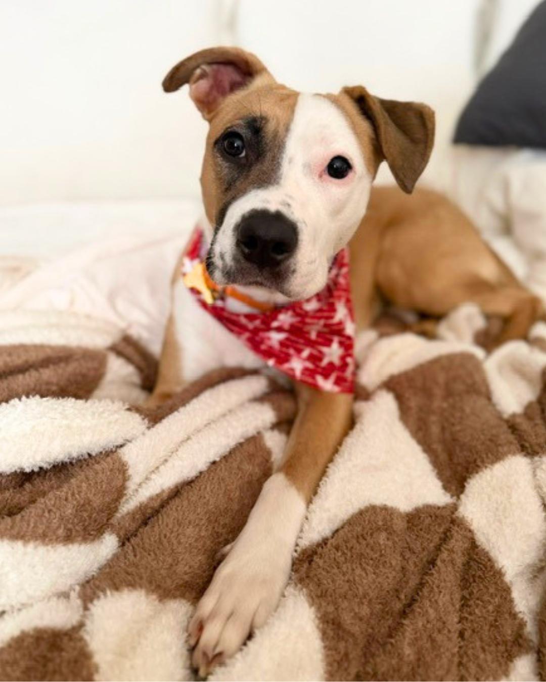 Enlarge Kiley (Pocket-Sized Sweetie), a Adopted mixed breed in Valley Village, CA image 3/6