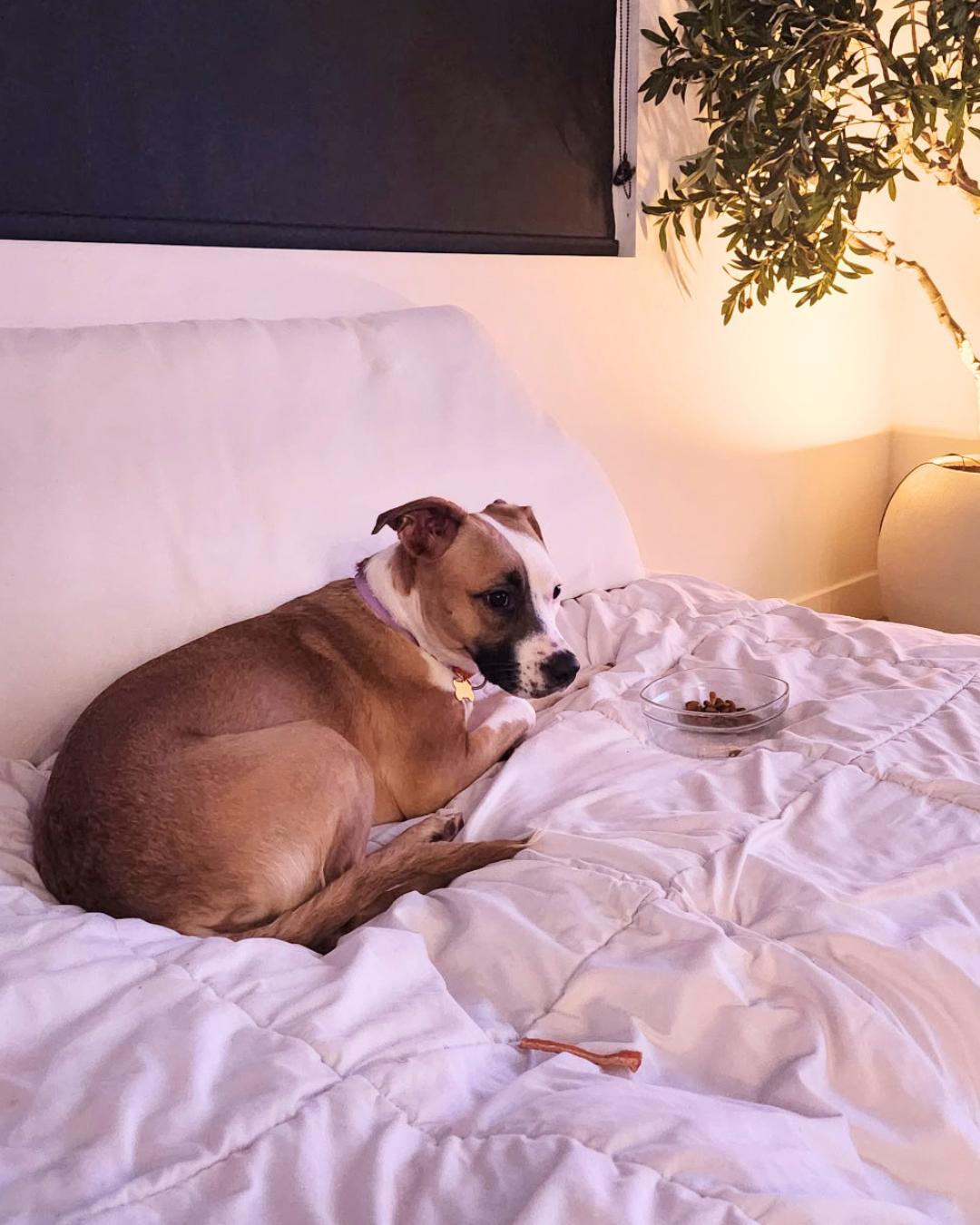 Enlarge Kiley (Pocket-Sized Sweetie), a Adopted mixed breed in Valley Village, CA image 2/6
