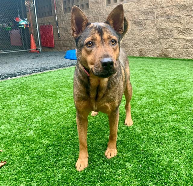 URGENT! SAVE ME PLEASE! Brandy #A546767, Adoptable, Adult Female German Shepherd Dog.