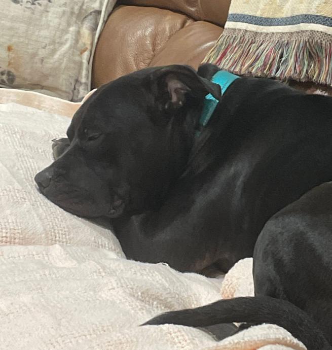 Enlarge Lovebug Cole, a Adoptable mixed breed in Hartford, CT image 5/6