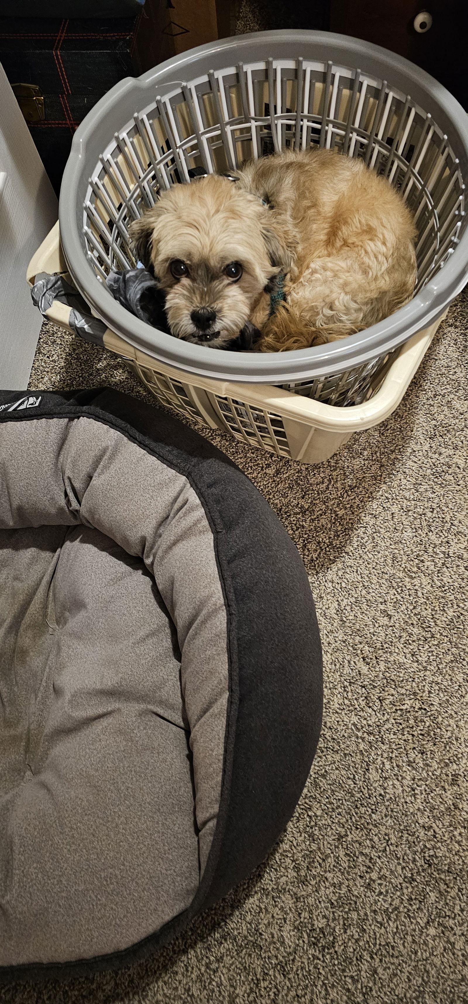 Bentley-OS, a Adopted mixed breed in Pataskala, OH image 1/3