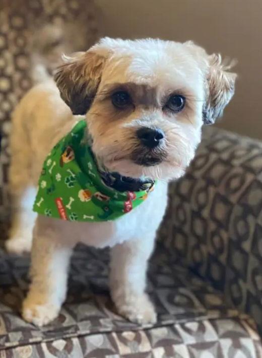 Bentley-OS, a Adopted mixed breed in Pataskala, OH image 2/3