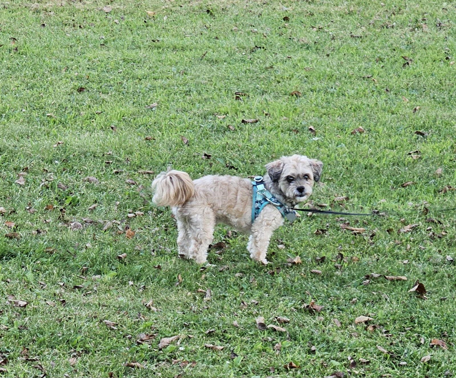 Enlarge Bentley-OS, a Adopted mixed breed in Pataskala, OH image 3/3