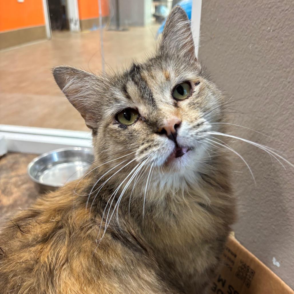 Presley, Adoptable, Adult Female Domestic Medium Hair.