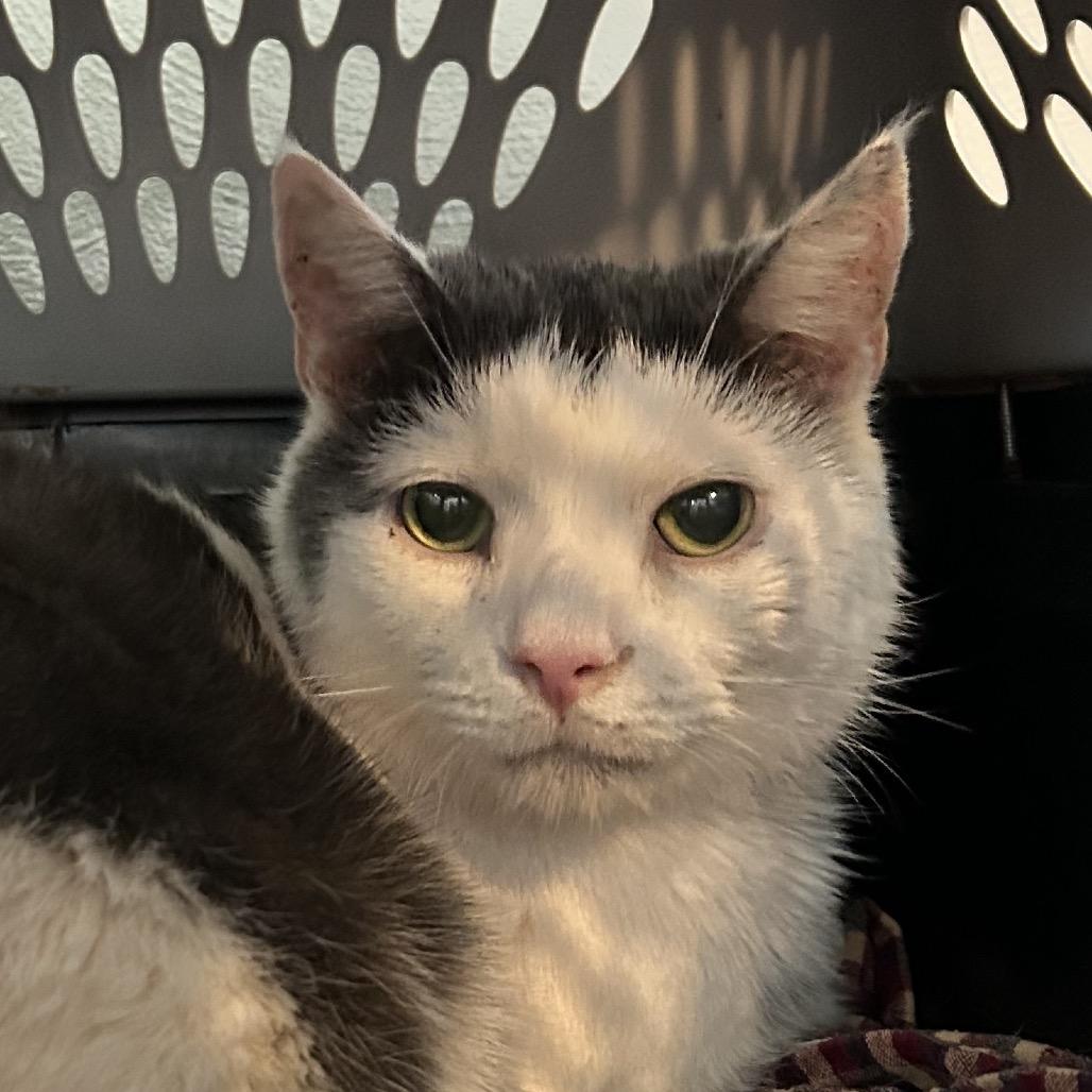 Chance, Adoptable, Senior Male Domestic Short Hair.