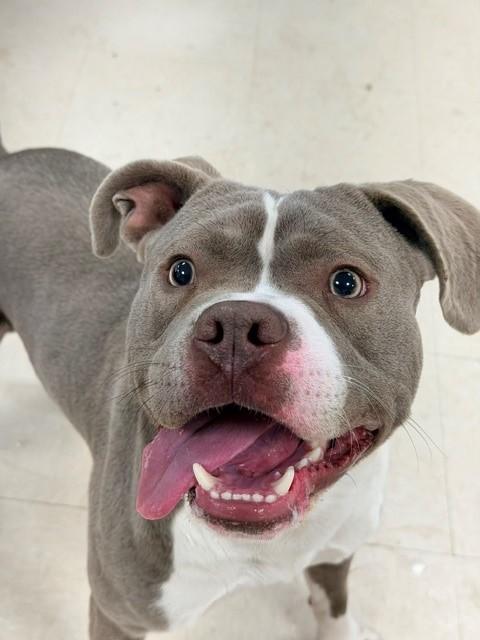 Merlin, ADOPTABLE, Adult Male Pit Bull Terrier.