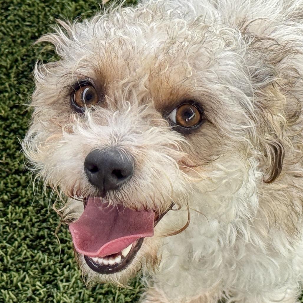 Skittles, ADOPTABLE, Young Female Poodle.