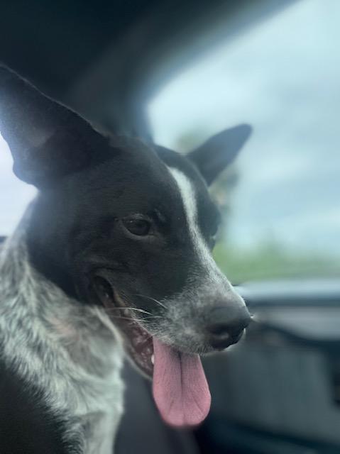 Enlarge Flower, a Adoptable mixed breed in Bradenton, FL image 1/6