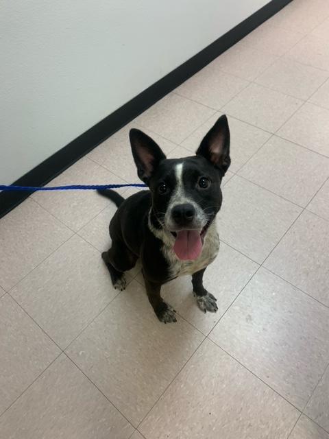 Enlarge Flower, a Adoptable mixed breed in Bradenton, FL image 2/6