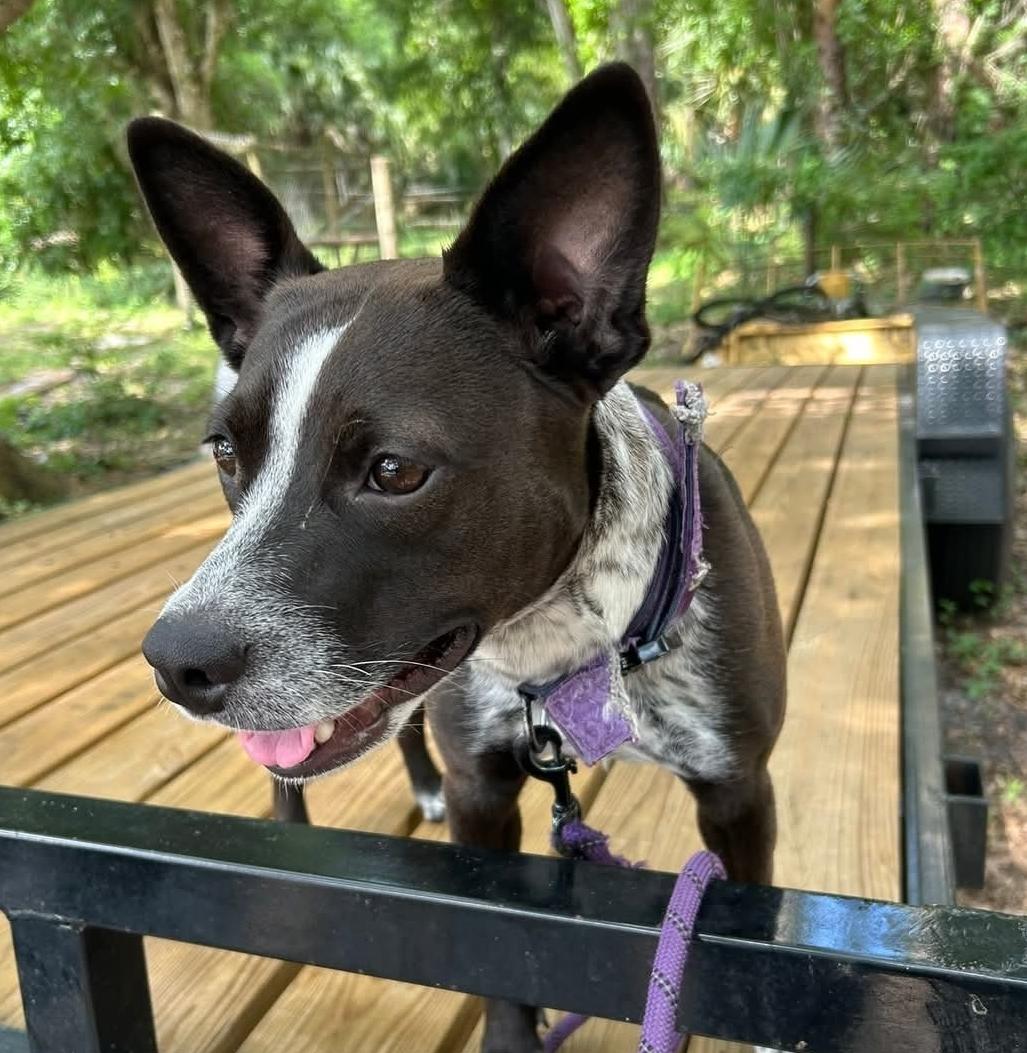 Flower, a Adoptable mixed breed in Bradenton, FL image 3/6