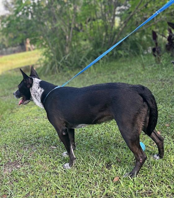 Enlarge Flower, a Adoptable mixed breed in Bradenton, FL image 3/6