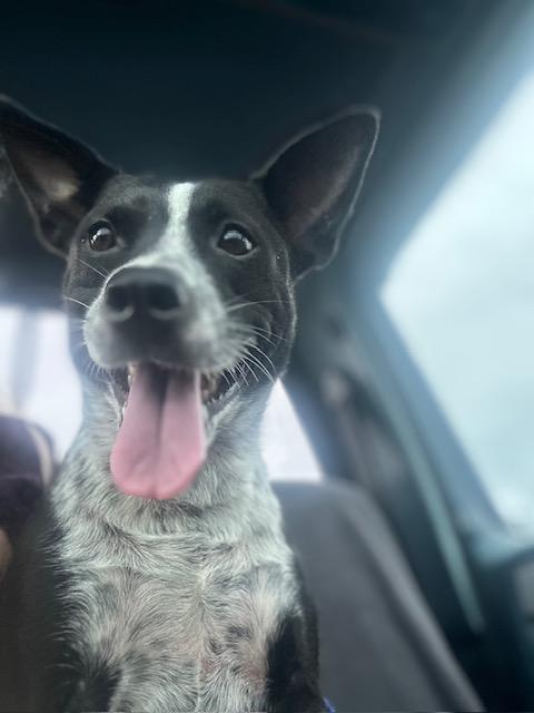 Enlarge Flower, a Adoptable mixed breed in Bradenton, FL image 4/6