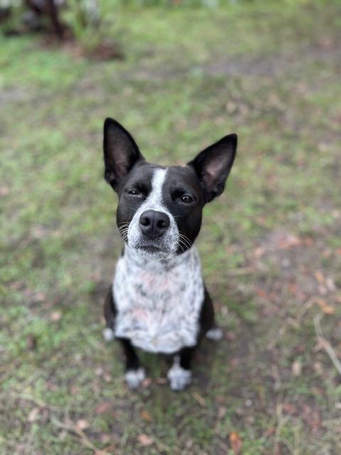 Flower, a Adoptable mixed breed in Bradenton, FL image 5/6