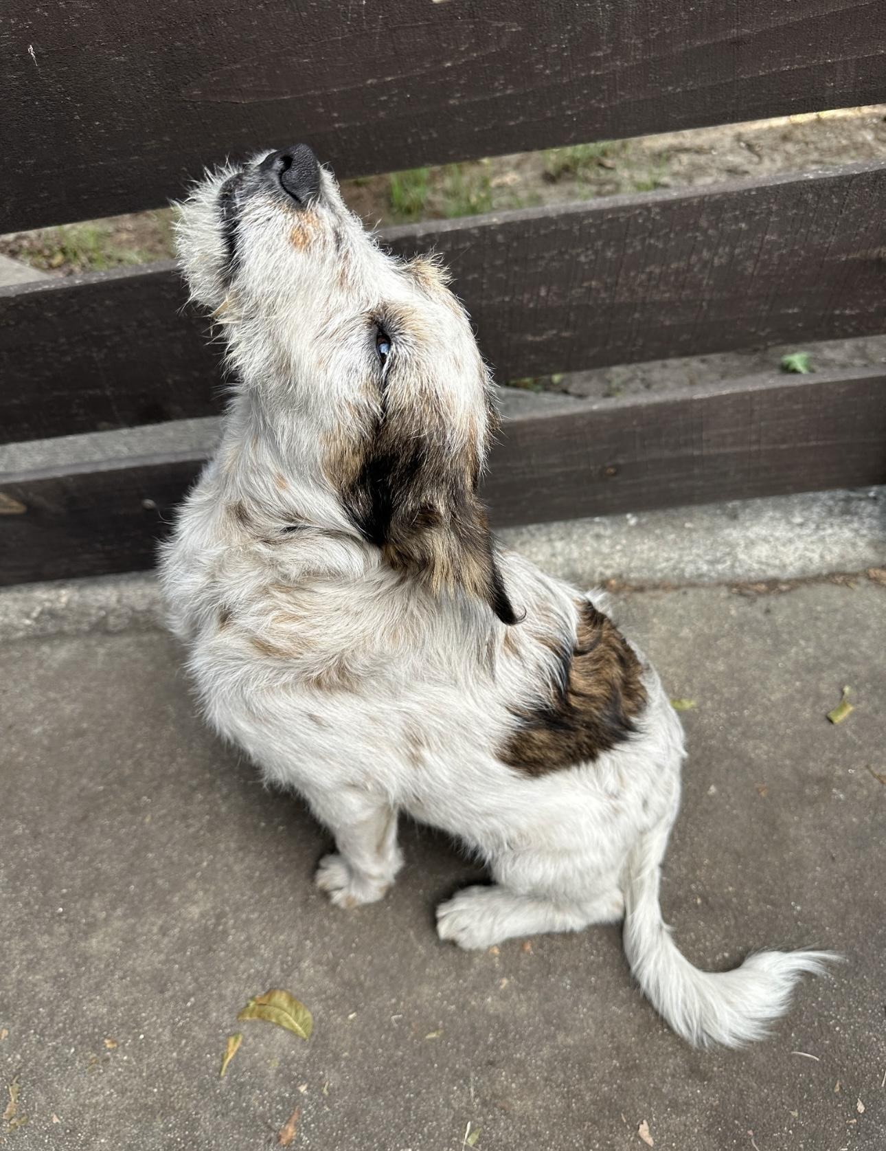 Penelope, a Adoptable Jack Russell Terrier in Rialto, CA image 2/5