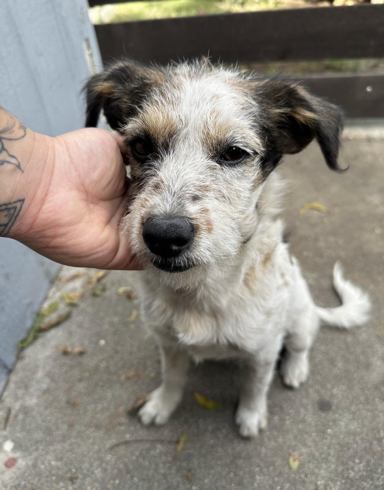 Penelope, Adoptable, Adult Female Jack Russell Terrier.