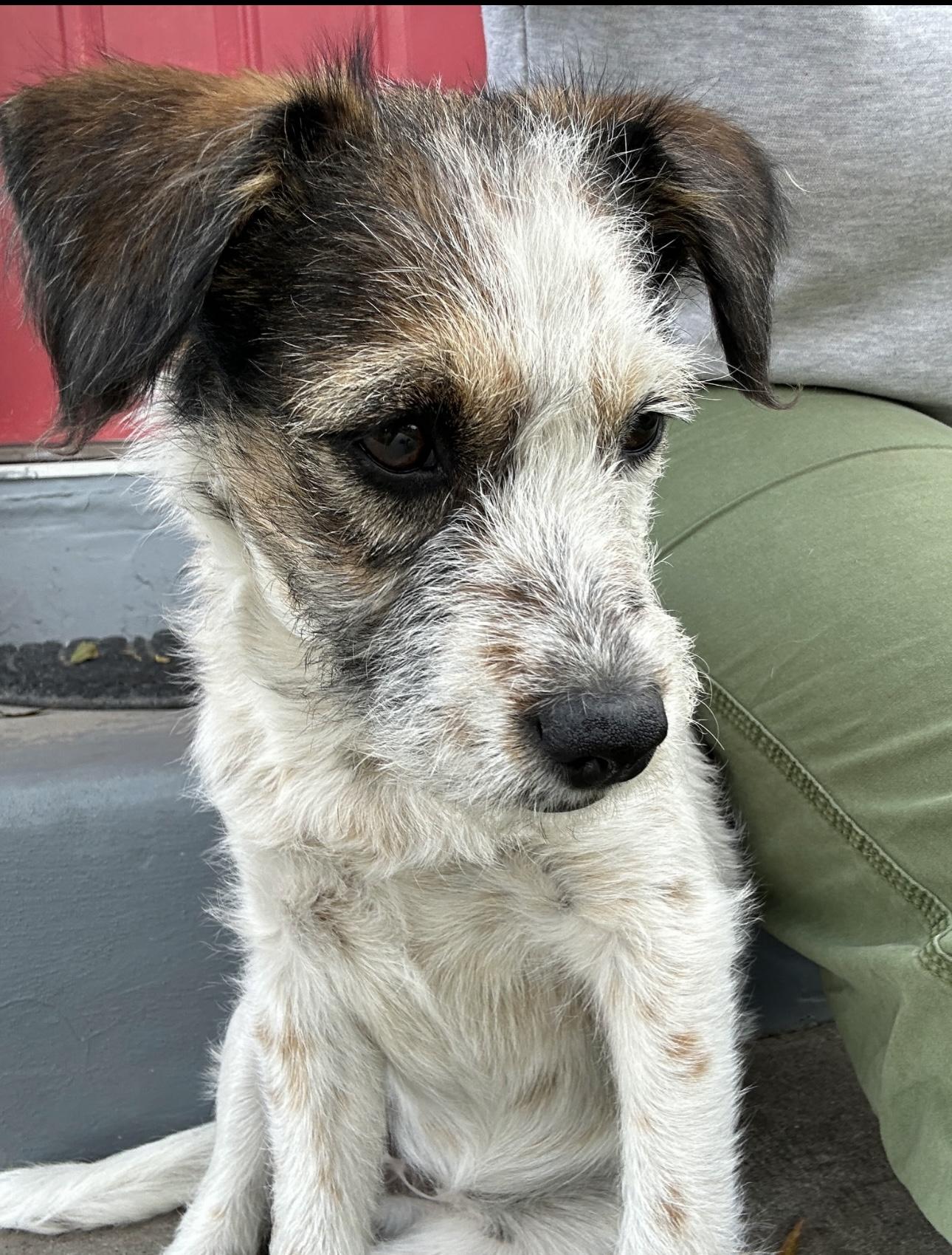 Penelope, a Adoptable Jack Russell Terrier in Rialto, CA image 3/5