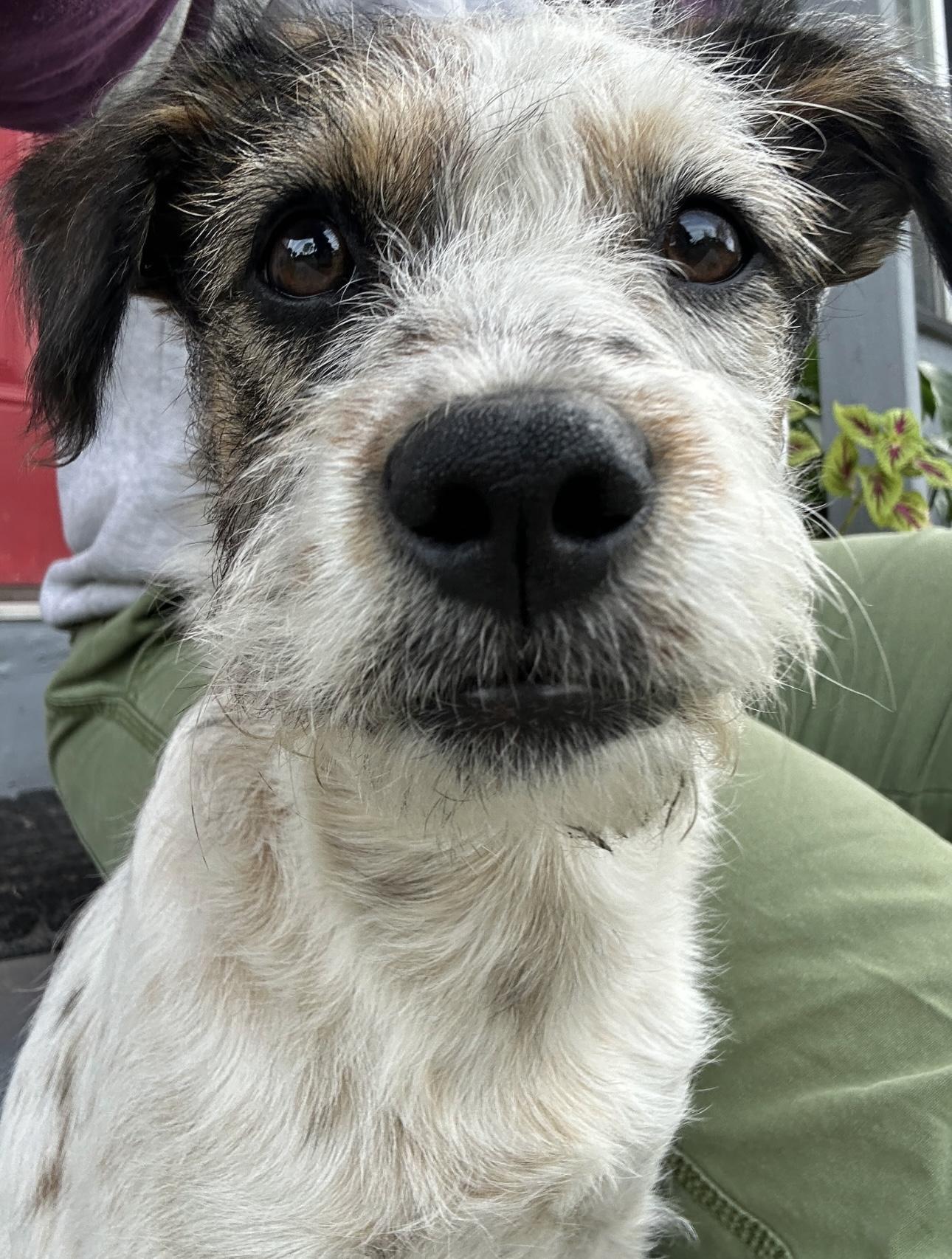 Penelope, a Adoptable Jack Russell Terrier in Rialto, CA image 4/5