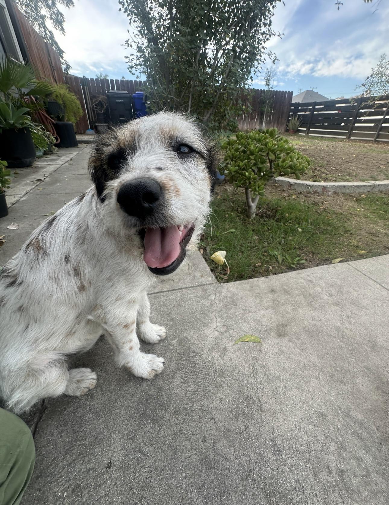 Penelope, a Adoptable Jack Russell Terrier in Rialto, CA image 5/5