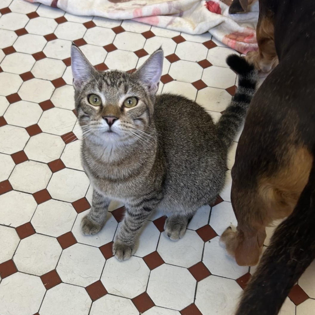 Enlarge Adams, a Adoptable Domestic Short Hair in Springdale, AR image 2/3