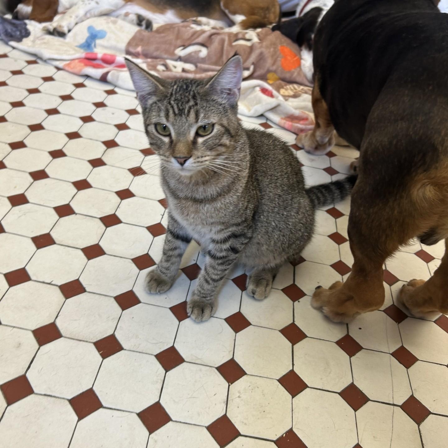 Enlarge Adams, a Adoptable Domestic Short Hair in Springdale, AR image 3/3