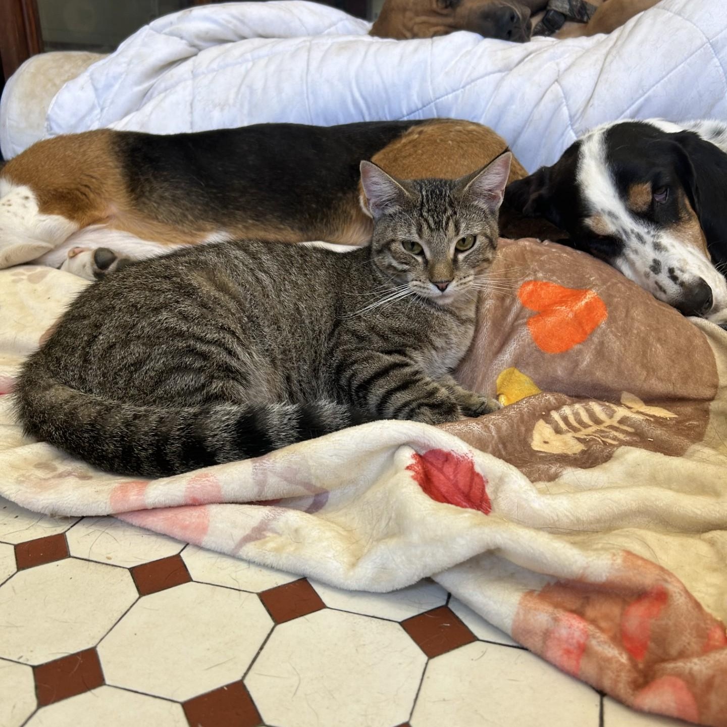 Enlarge Adams, a Adoptable Domestic Short Hair in Springdale, AR image 1/3