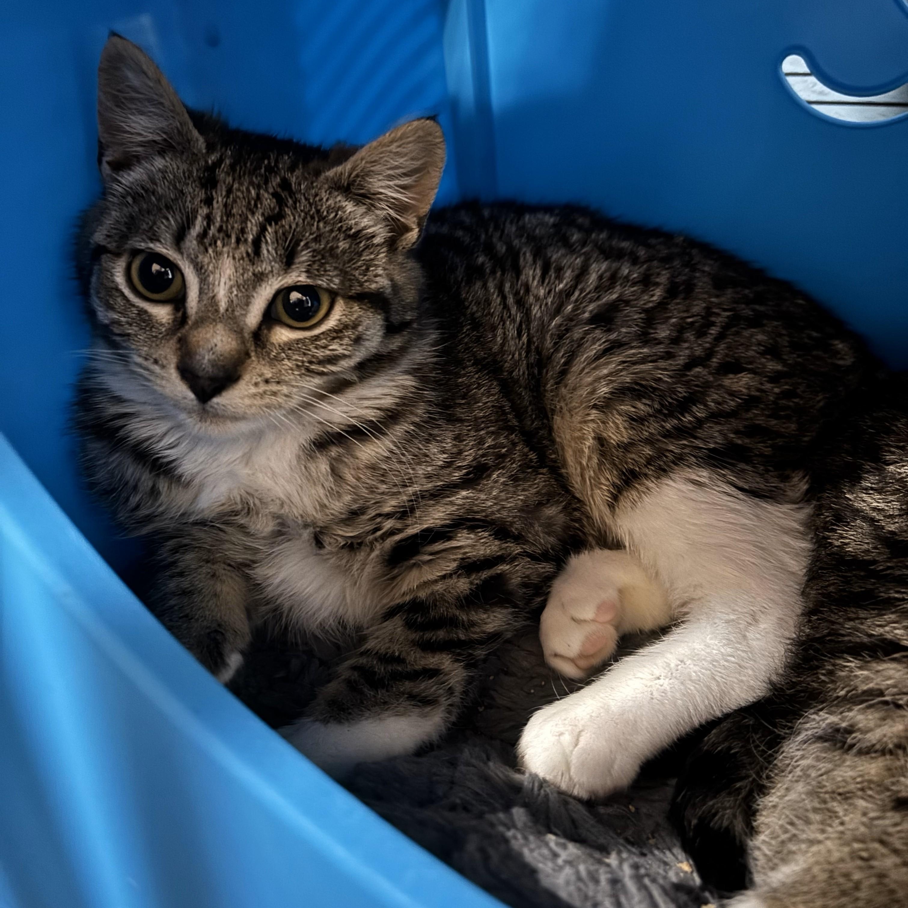 Lacey (bonded To Cageny) thumbnail 5