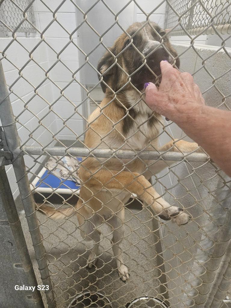Enlarge Chandler, a Adoptable mixed breed in Madison, AL image 1/3